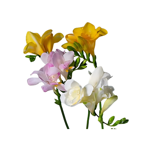 Freesia