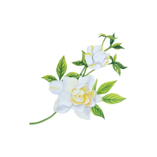 Gardenia
