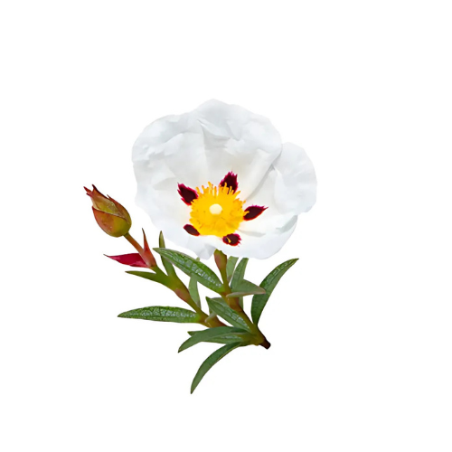 Labdanum