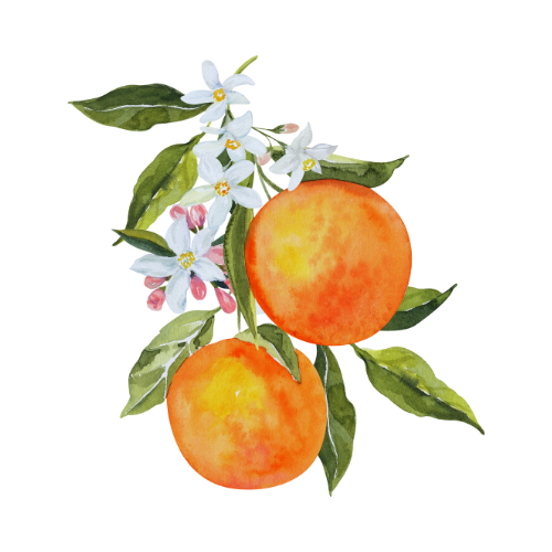 Orange Blossom