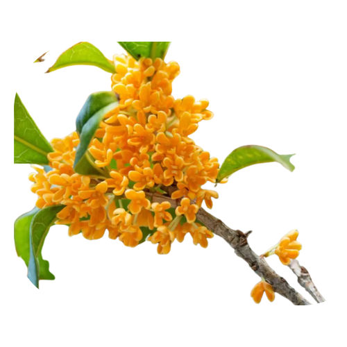 Osmanthus