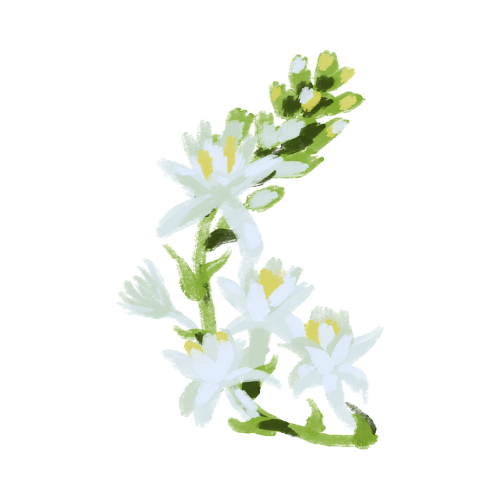 Tuberose