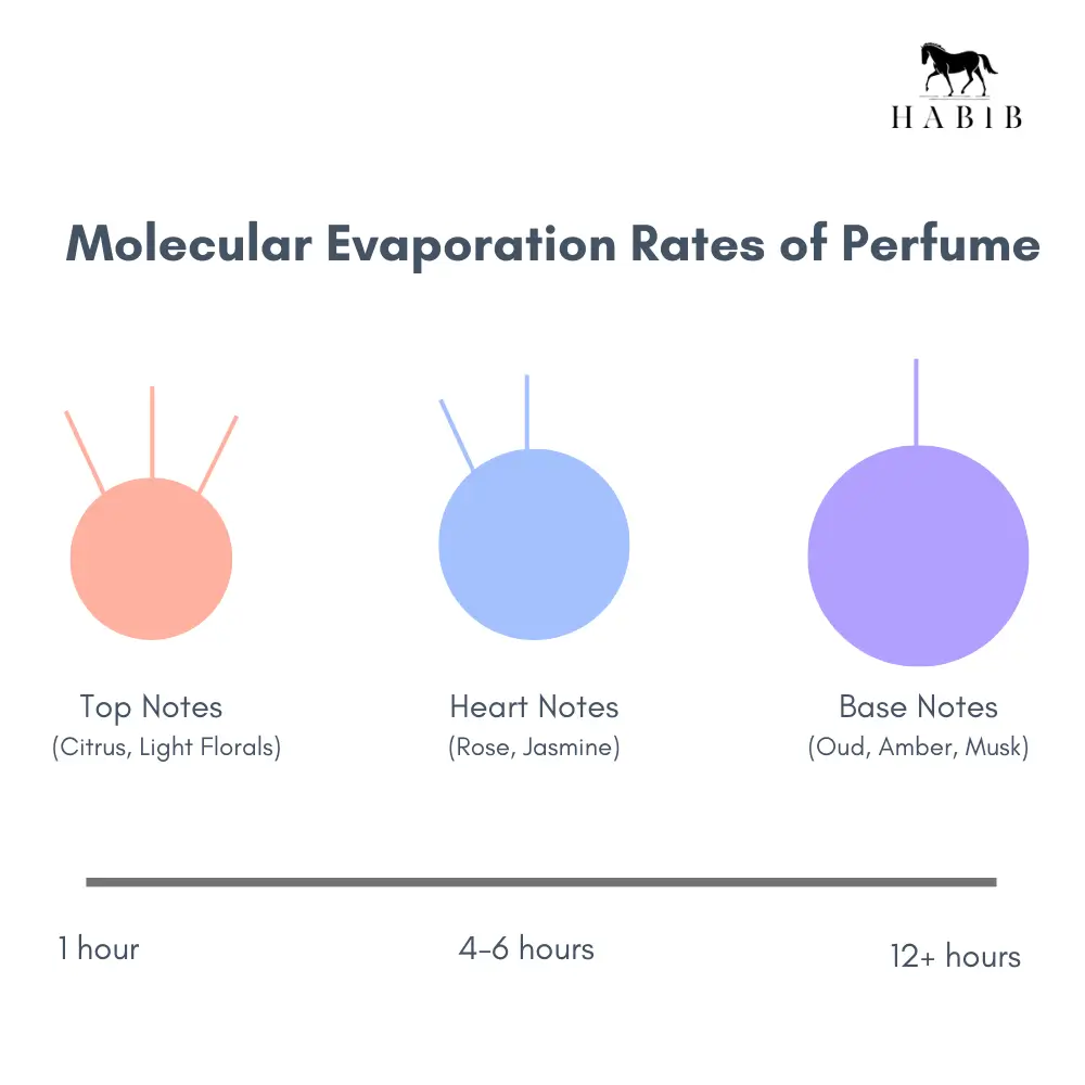 Molecular Evaporation Rates of Perfume : Learn how to layer your perfume