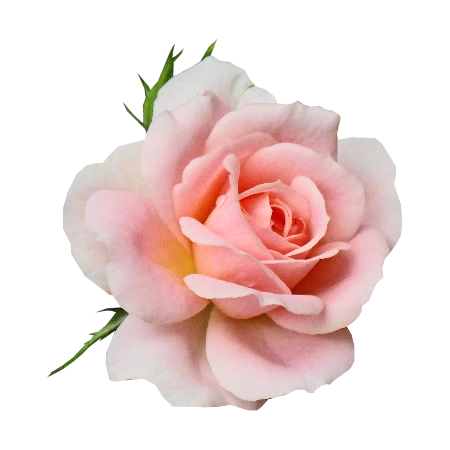 Turkish Rose